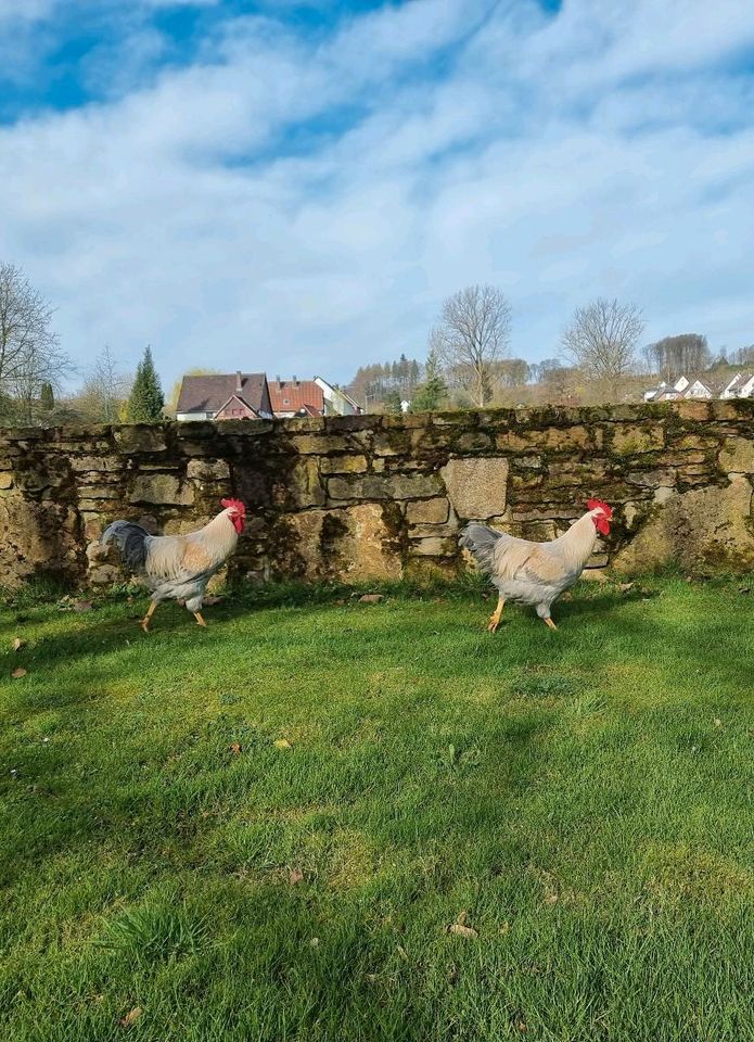 2 Hähne: große Welsumer in perlgrau-orangenfarbig in Barntrup