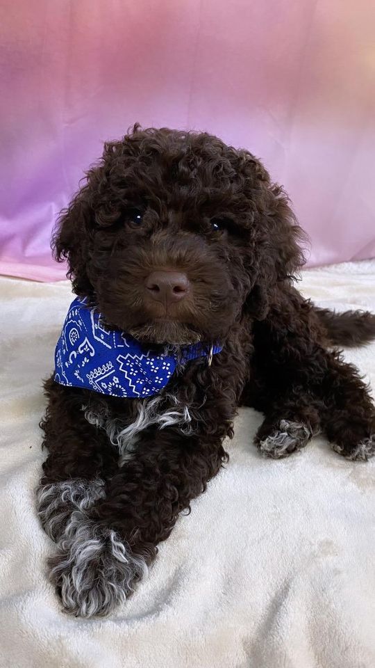 Lagotto Romagnolo/italienischer Wasserhund/Trüffelsuchhund in Bad Frankenhausen/Kyffhäuser