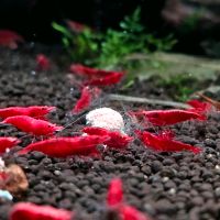 Zwerggarnele Red Sakura (Neocaridina davidii) Baden-Württemberg - Mössingen Vorschau