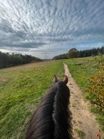 Pflegebeteiligung an Pferd zu vergeben Nordrhein-Westfalen - Verl Vorschau