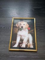 Kleines Wandbild Hund Goldenretriever Rose Mund goldrahmen Bilder Hude (Oldenburg) - Nordenholz Vorschau