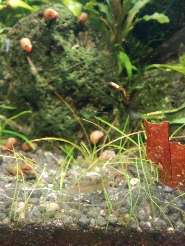 Garnelen Neocaridina Mix in Marl