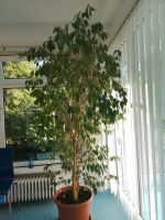 Großer Ficus Benjamini Niedersachsen - Deutsch Evern Vorschau