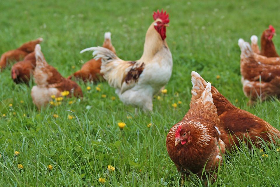 Eier, Eier von freilaufenden Hühner aus Mobilstall in Fürstenfeldbruck