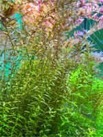 Verkaufe Aquariumpflanze Rotala Rotundifolia Leipzig - Leipzig, Zentrum-Ost Vorschau