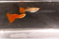 Aquarium fische guppy full red guppys voll rot Baden-Württemberg - Ehingen (Donau) Vorschau