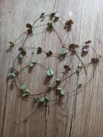 Ableger String of Hearts/Leuchterblume/Ceropegia woodii Rostock - Schmarl Vorschau