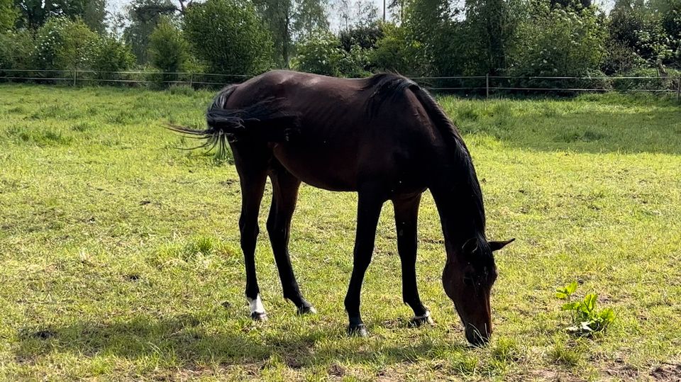 2-jähriger Hannoveraner Hengst mit Dreifachveranlagung in Grebin