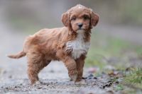 Seltene Mini Irish Doodle (Irish Setter x Pudel) Baden-Württemberg - Wiesensteig Vorschau