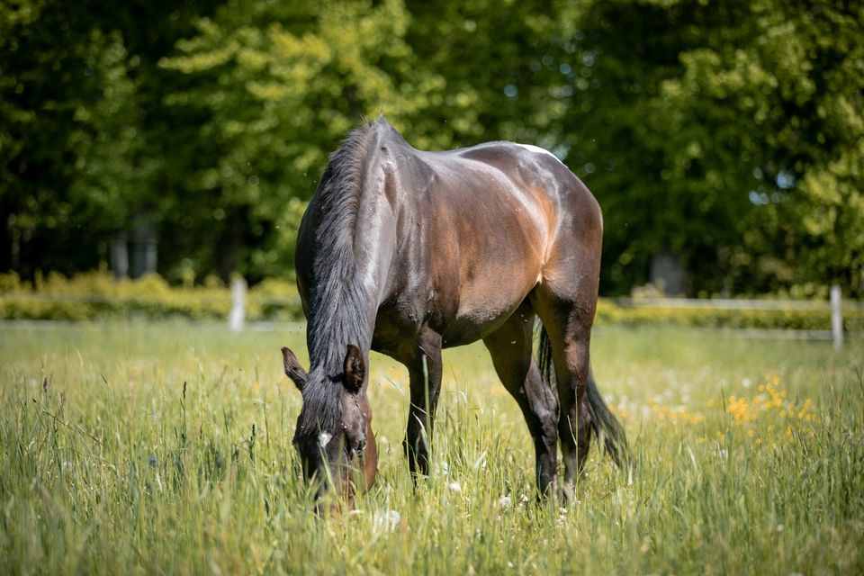 Pflegebeteiligung auf 22 jähriger Stute zu vergeben in Jersbek