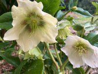 Christrose weiß, Gartenpflanze Bayern - Hausen Vorschau