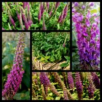 *Rarität* Samen Bodendecker Staude Gamander "Purple Tails" Niedersachsen - Georgsmarienhütte Vorschau