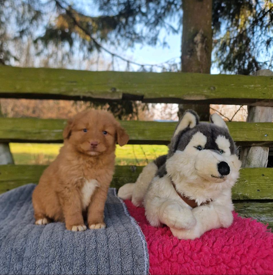 Nova Scotia Duck Tolling Retriever Welpen mit Ahnentafel in Eckartsberga