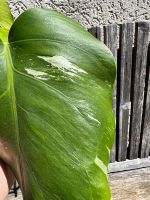 Monstera Deliciosa variegata Kopfsteckling Baden-Württemberg - Ludwigsburg Vorschau