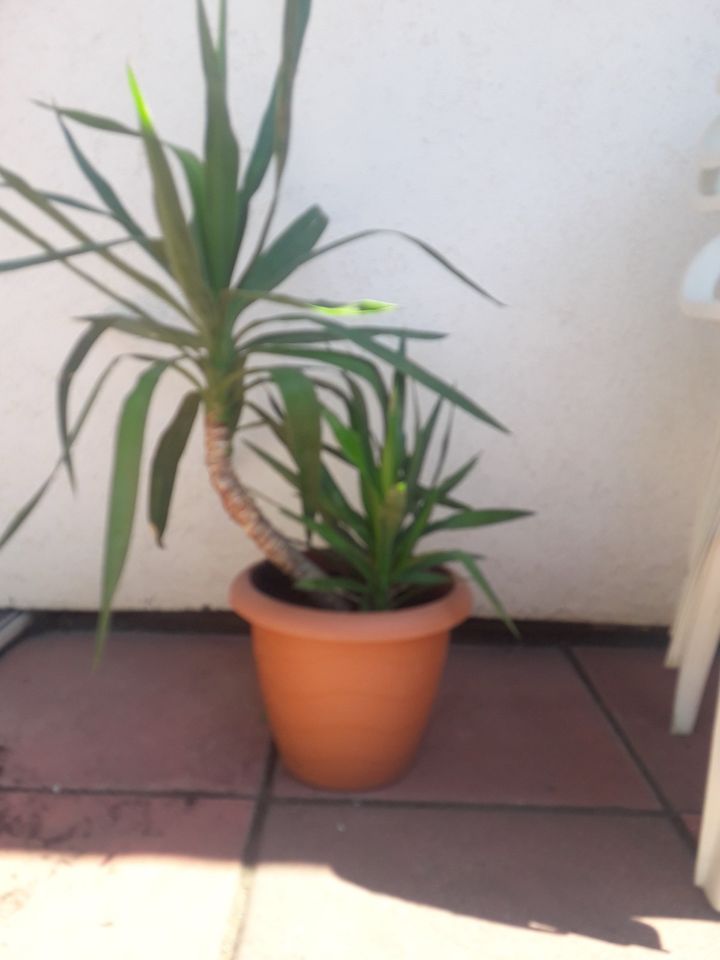 Yucca Palme mit 2 Trieben in Wiesbaden