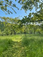 Weidefläche für Schafe auf Streuobstwiese Harztor - Herrmannsacker Vorschau