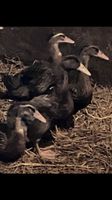 Enten Rouen Claire Ente und Mischlinge abzuheben Niedersachsen - Großenkneten Vorschau
