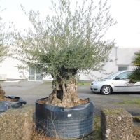 Olivenbaum Hojiblanca Nr. 6 "Olea Europaea" 140cm Stammumfang Nordrhein-Westfalen - Oberhausen Vorschau