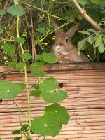 Zwergkaninchen Kaninchen Hasen Bayern - Bad Aibling Vorschau