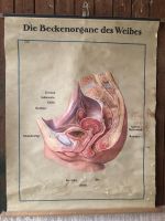 Schulwandkarte "die Beckenorgane des Weibes" Baden-Württemberg - Öhringen Vorschau