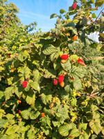 Taybeere Tayberry Rubus Fructicosus Mix aus Himbeere Brombeere Nordwestmecklenburg - Landkreis - Seehof Vorschau