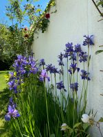 Sibirische Iris Schwertlilie Ableger München - Allach-Untermenzing Vorschau