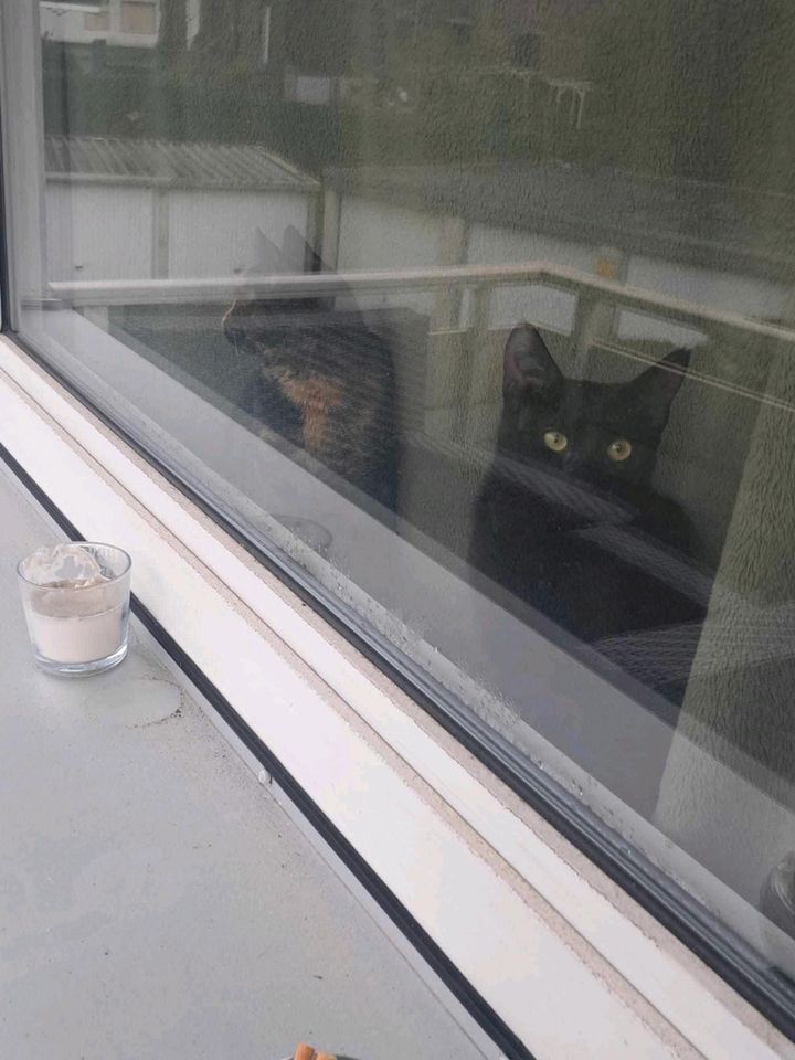 Katzen MINA und MILA suchen Zuhause in Essen