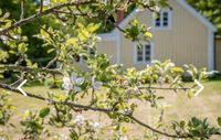 Charmantes Haus, großer Garten in Småland/Schweden zu verkaufen Baden-Württemberg - Emmendingen Vorschau