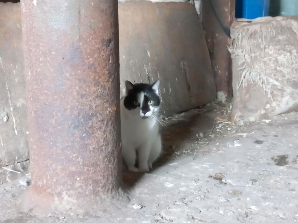 Liebe Haus und Hof Katze in Schwarz/weiß in Ringfurth