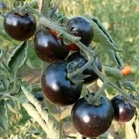Tomatenpflanzen 'Helsing Junction Blues' alte Tomatensorte Hannover - Herrenhausen-Stöcken Vorschau