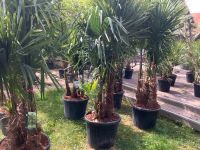 Mehrstämmige winterharte Trachycarpus Palmen 70 l Topf Baden-Württemberg - Neuenburg am Rhein Vorschau