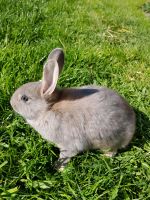 Perlfeh Kaninchen klein Häsin Bock Rammler Niedersachsen - Hage Vorschau