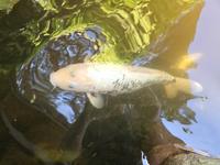 Koi Kois Fische Teich Berlin - Reinickendorf Vorschau