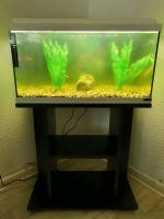 Aquarium  64 Liter Bochum - Bochum-Ost Vorschau