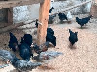 Grünleger,Maran, Araucana Mix Hähne, Huhn, Gockel Baden-Württemberg - Filderstadt Vorschau