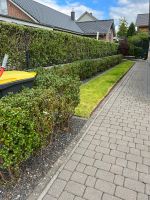 Ilex Hecke - 18m (24 Pflanzen) Schleswig-Holstein - Harrislee Vorschau