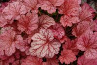 Heuchera Seggen Farne Bodendecker für Halbschatten und Schatten München - Hadern Vorschau