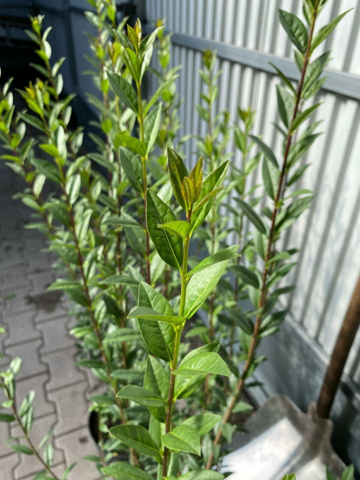 Liguster Ovalifolium & Atrovirens in Wardenburg