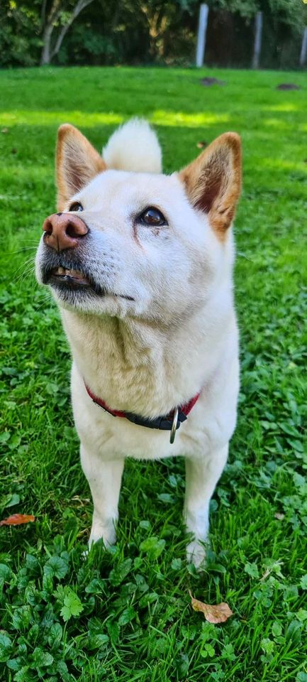 Yuki sucht ihr Zuhause in Rennertshofen