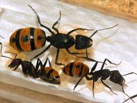 Suche Camponotus fulvopilosus (goldfarbend) München - Berg-am-Laim Vorschau