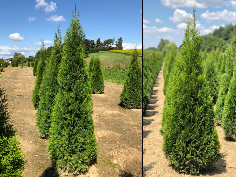 Lebensbaum Thuja occidentalis 'Smaragd' 240-260 cm | Bayernhecke` in Ingoldingen