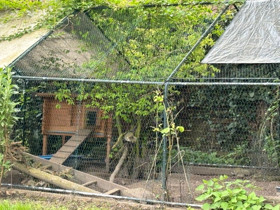 3Hühner mit Gehege, geschlossen,8x3 Meter, 2meter hoch mit Tür in Mülheim (Ruhr)