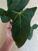 Anthurium NSE portillae Hybrid Baden-Württemberg - Titisee-Neustadt Vorschau