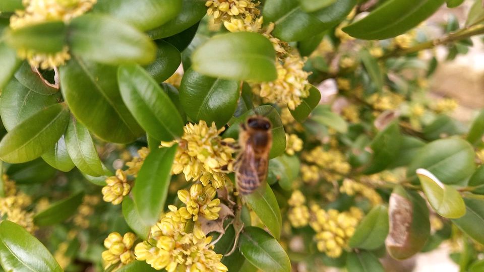 Wald-Honig, Blüten-Honig feincremig, Geschenk, Mitbringsel, Imker in Perlesreut