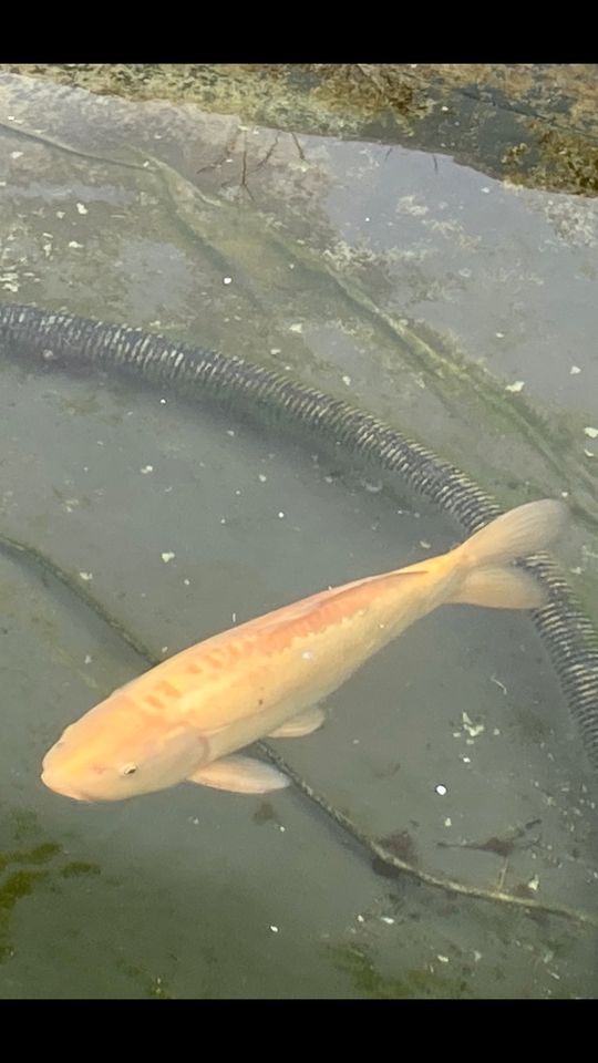 Koi Fische in Gadebusch