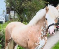 Reitbeteiligung gesucht Bayern - Bad Rodach Vorschau