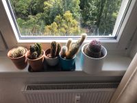 Kakteen, 5 x Kaktus mit Kopf Berlin - Lichtenberg Vorschau