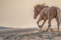 Pferdefotograf Kreis Heinsberg, deutschlandweit, Fotografin Nordrhein-Westfalen - Erkelenz Vorschau