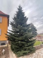 Großer, gut aussehender Weihnachtsbaum/Christbaum Dresden - Hellerau Vorschau
