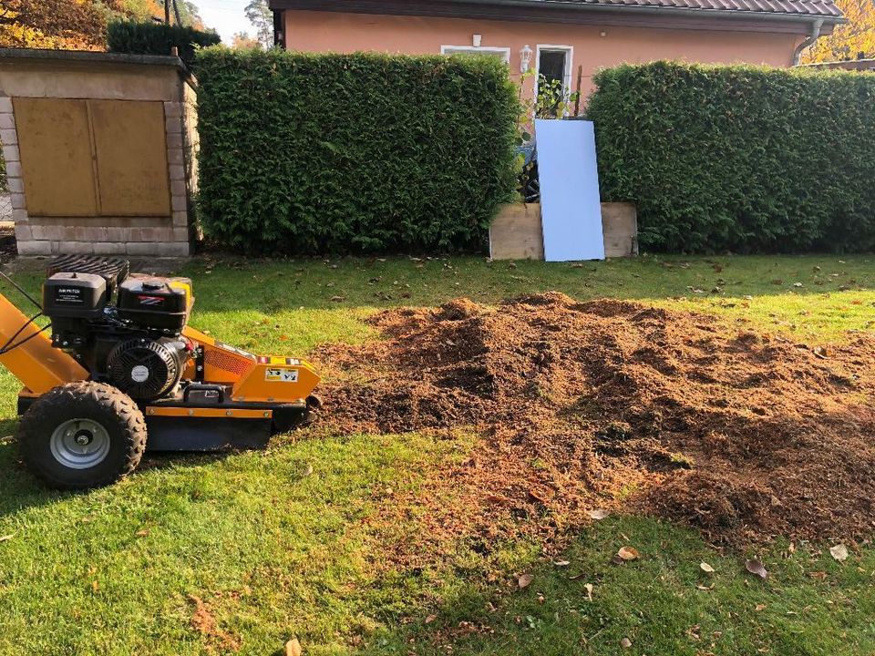 Wurzel Stubben Baumstumpf Baumwurzel Wurzelstock fräsen in Berlin